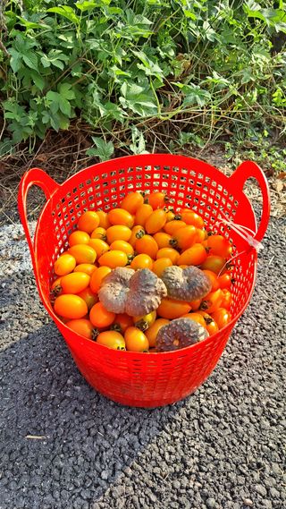 이애숙님의 토마토 · 일상 작성글 사진