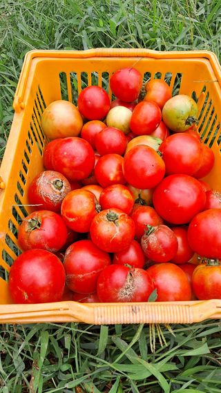 이애숙님의 토마토 · 일상 작성글 사진