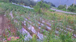 이애숙님의 토마토 · 일상 작성글 사진