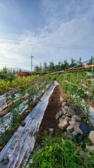 이애숙님의 토마토 · 일상 작성글 사진