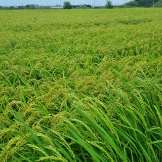 기화니님의 벼 · 자유게시판 작성글 사진