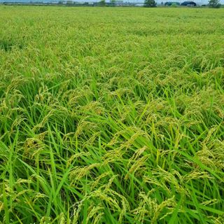 기화니님의 벼 · 자유게시판 작성글 사진