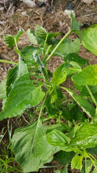 나보고싶거든님의 들깨 · 병해충상담 작성글 사진