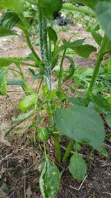 팜모닝 들깨·병해충상담 게시글 이미지