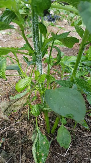 나보고싶거든님의 들깨 · 병해충상담 작성글 사진
