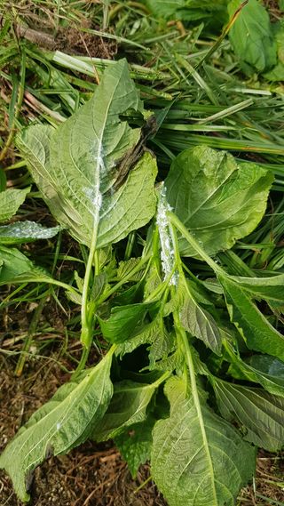 나보고싶거든님의 들깨 · 병해충상담 작성글 사진