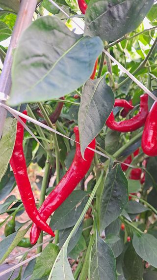 이애숙님의 고추 · 일상 작성글 사진