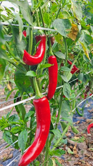 이애숙님의 고추 · 일상 작성글 사진