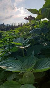 팜모닝 들깨·자유게시판 게시글 이미지