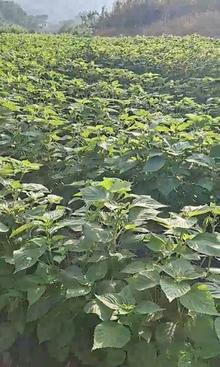 이애숙님의 들깨 · 자유게시판 작성글 사진