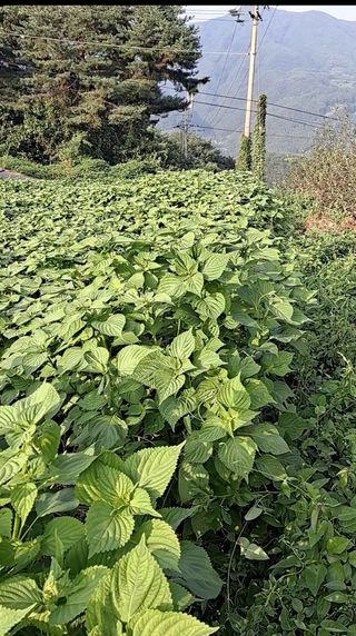 이애숙님의 들깨 · 자유게시판 작성글 사진