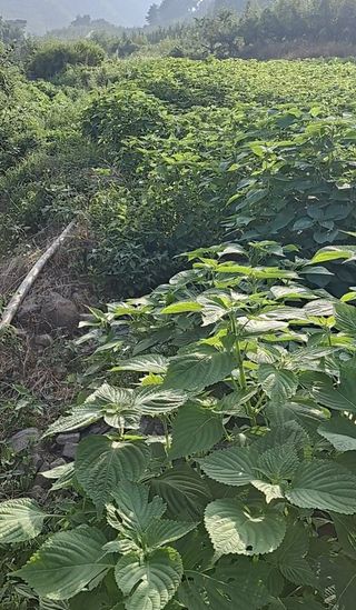 이애숙님의 들깨 · 자유게시판 작성글 사진