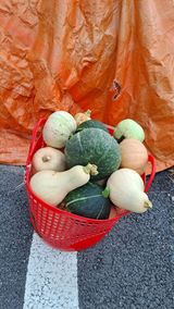 팜모닝 호박·자유게시판 게시글 이미지