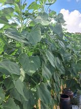 팜모닝 자유주제·자유게시판 게시글 이미지