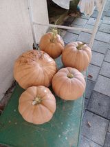 팜모닝 자유주제·자유게시판 게시글 이미지