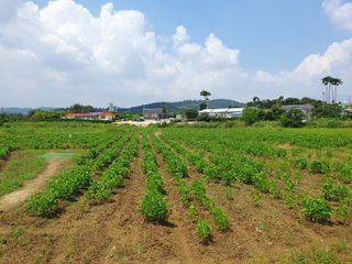 정종필님의 콩 · 자유게시판 작성글 사진