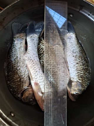 조명희님의 복숭아 · 자유게시판 작성글 사진