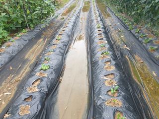 경달현님의 배추 · 영농일지 작성글 사진