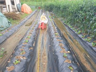 경달현님의 배추 · 영농일지 작성글 사진