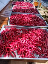 팜모닝 고추·수확 게시글 이미지