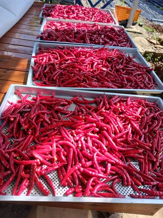 덕촌님의 고추 · 수확 작성글 사진