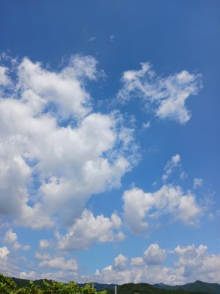 덕촌님의 고추 · 수확 작성글 사진