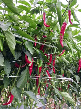 덕촌님의 고추 · 수확 작성글 사진