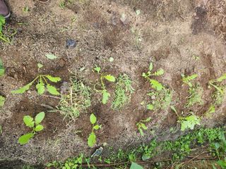 안종범님의 사과 · 영농일지 작성글 사진