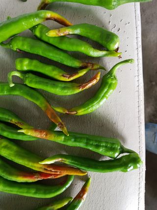 암초님의 고추 · 병해충상담 작성글 사진