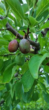 팜모닝 자두·병해충상담 게시글 이미지