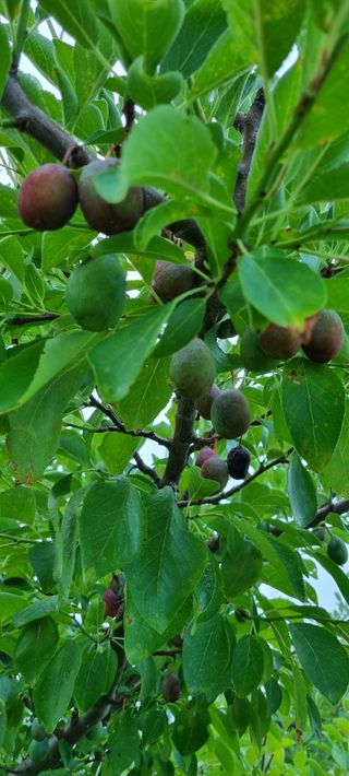 청도터줏대감님의 자두 · 병해충상담 작성글 사진