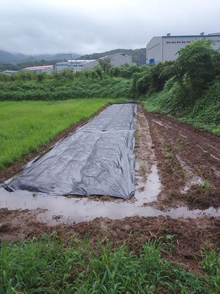 장문업 님의 배추 · 영농일지 작성글 사진