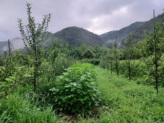 전락구님의 사과 · 영농일지 작성글 사진