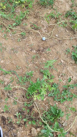 농촌아지님의 기타작물 · 영농일지 작성글 사진