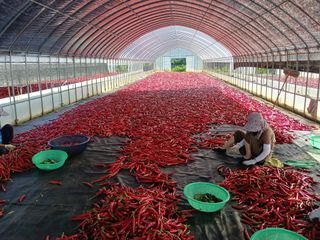 광하리님의 고추 · 수확 작성글 사진