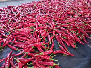 광하리님의 고추 · 수확 작성글 사진