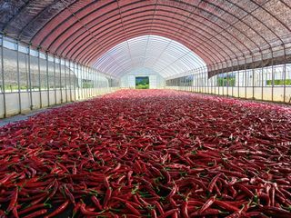 광하리님의 고추 · 수확 작성글 사진