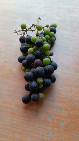 팜모닝 포도·병해충상담 게시글 이미지