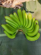 팜모닝 기타작물·영농일지 게시글 이미지