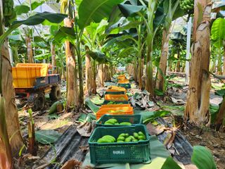 정기영님의 기타작물 · 영농일지 작성글 사진