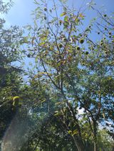 팜모닝 팜모닝 병해충 연구회·병해충상담 게시글 이미지