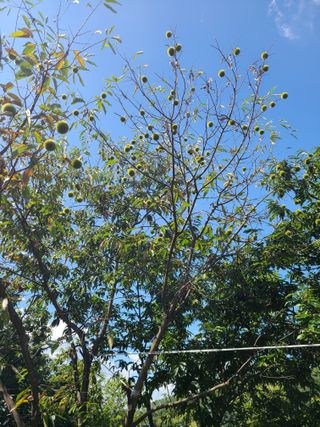 두터비님의 팜모닝 병해충 연구회 · 병해충상담 작성글 사진