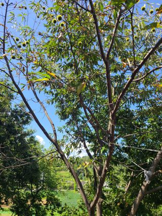 두터비님의 팜모닝 병해충 연구회 · 병해충상담 작성글 사진