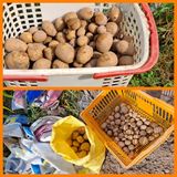 팜모닝 감자·자유게시판 게시글 이미지