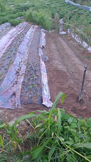 이애숙님의 감자 · 자유게시판 작성글 사진