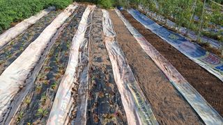 이애숙님의 감자 · 자유게시판 작성글 사진