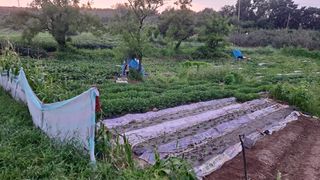 이애숙님의 감자 · 자유게시판 작성글 사진