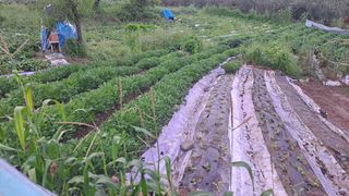 이애숙님의 감자 · 자유게시판 작성글 사진