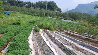 이애숙님의 감자 · 자유게시판 작성글 사진