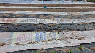 이애숙님의 감자 · 자유게시판 작성글 사진